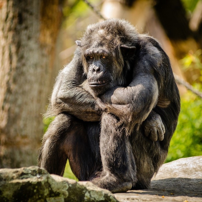 Sad Chimpanzee